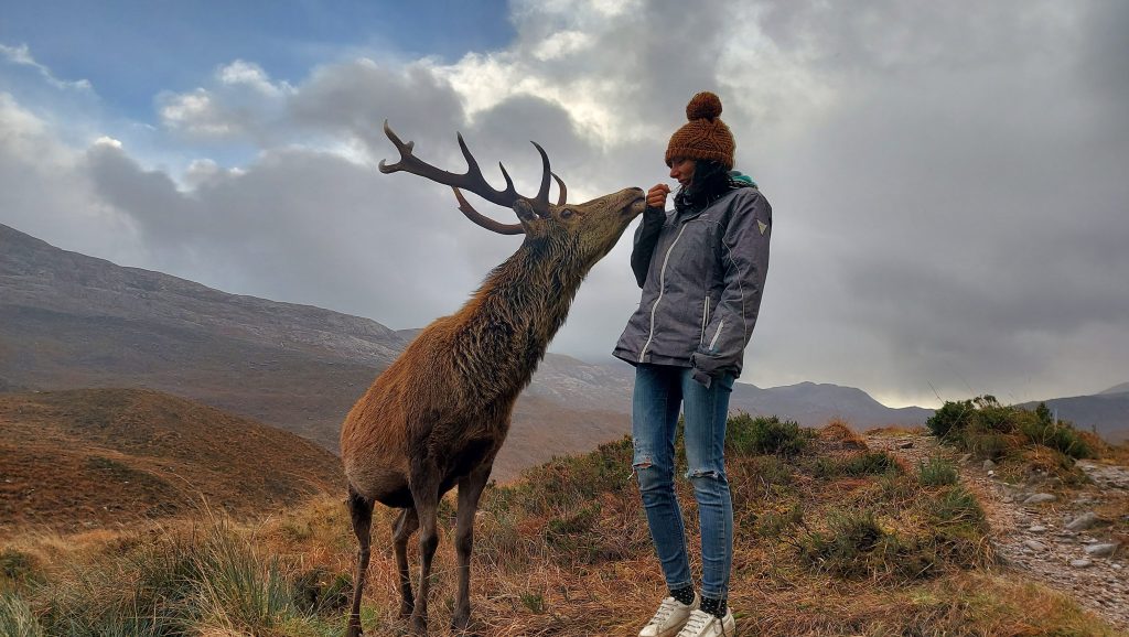 donde ver ciervos en escocia