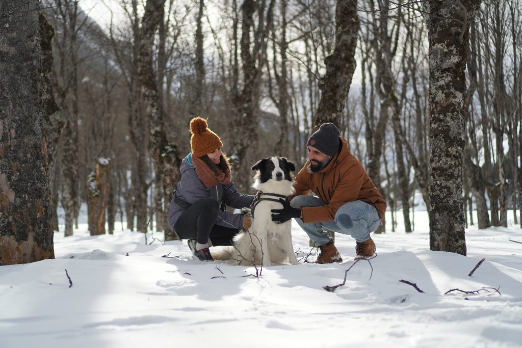 viajar con perro